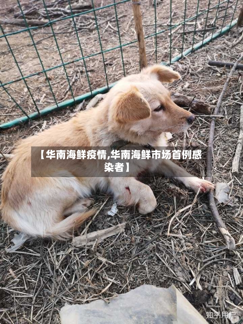 【华南海鲜疫情,华南海鲜市场首例感染者】-第3张图片