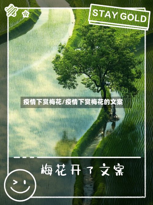 疫情下赏梅花/疫情下赏梅花的文案