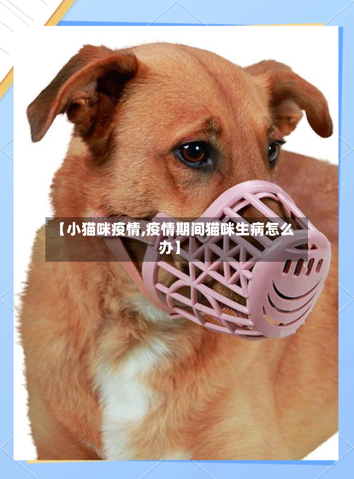 【小猫咪疫情,疫情期间猫咪生病怎么办】-第3张图片