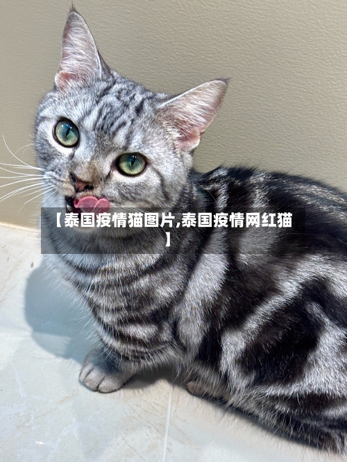 【泰国疫情猫图片,泰国疫情网红猫】