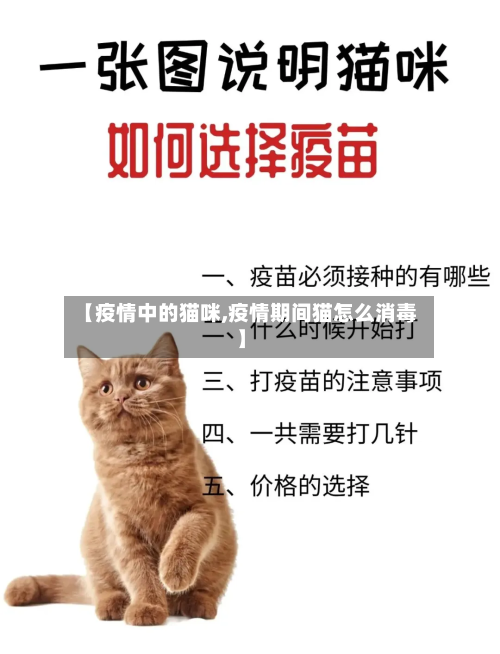 【疫情中的猫咪,疫情期间猫怎么消毒】