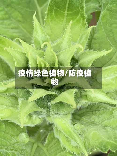 疫情绿色植物/防疫植物