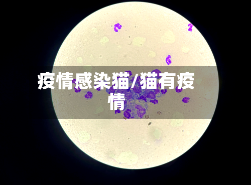 疫情感染猫/猫有疫情