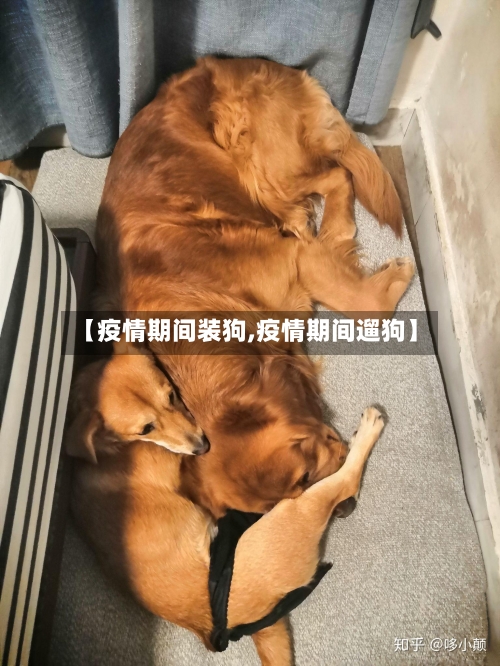 【疫情期间装狗,疫情期间遛狗】-第2张图片