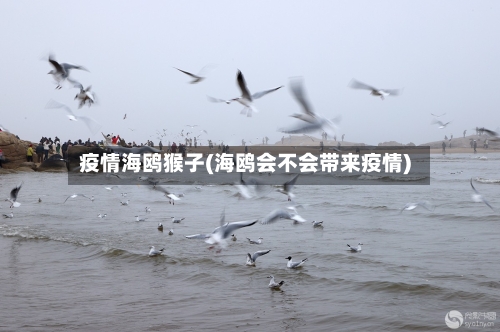 疫情海鸥猴子(海鸥会不会带来疫情)-第3张图片
