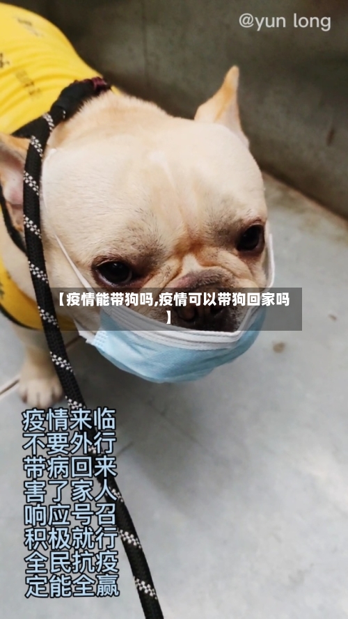 【疫情能带狗吗,疫情可以带狗回家吗】