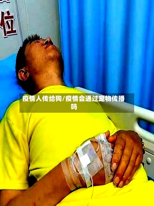 疫情人传给狗/疫情会通过宠物传播吗-第2张图片