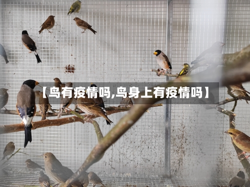 【鸟有疫情吗,鸟身上有疫情吗】