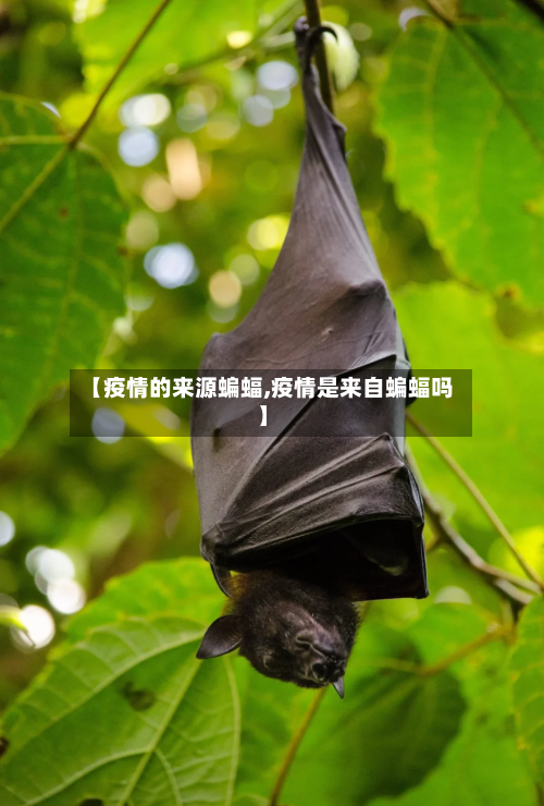 【疫情的来源蝙蝠,疫情是来自蝙蝠吗】