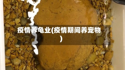 疫情养龟业(疫情期间养宠物)-第2张图片