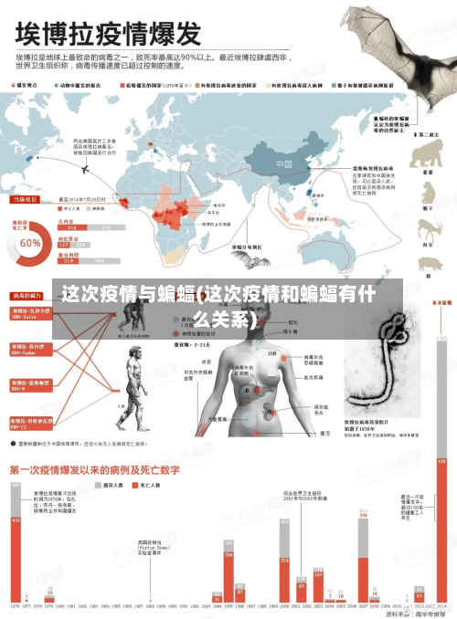 这次疫情与蝙蝠(这次疫情和蝙蝠有什么关系)