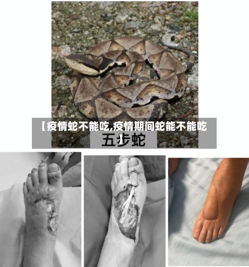 【疫情蛇不能吃,疫情期间蛇能不能吃】